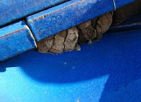 凍害による漆喰の剥がれ